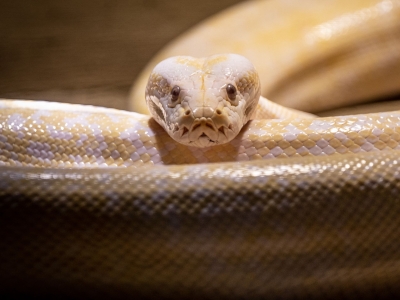 Tijgerpython - De Zonnegloed - Dierenpark - Dieren opvangcentrum - Sanctuary